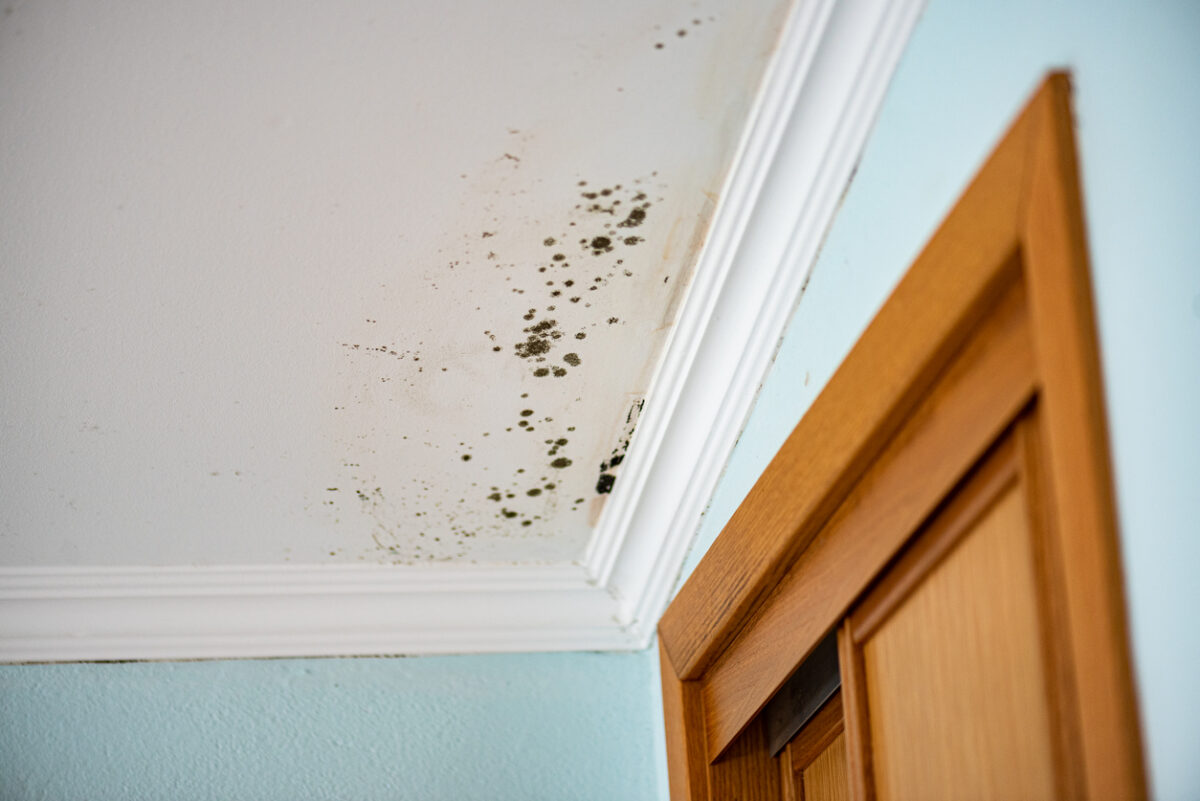 mold growth from water damage