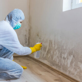 cost of mold remediation