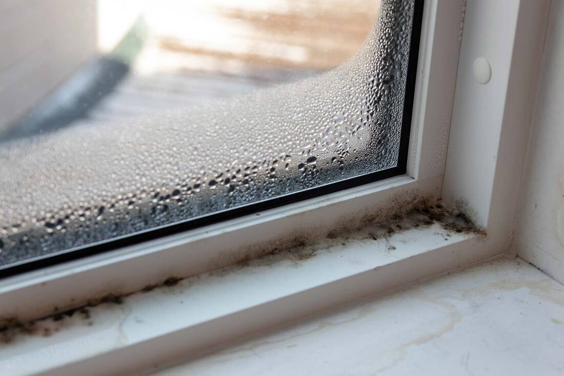 , What Steps Are Involved in Mold Remediation?